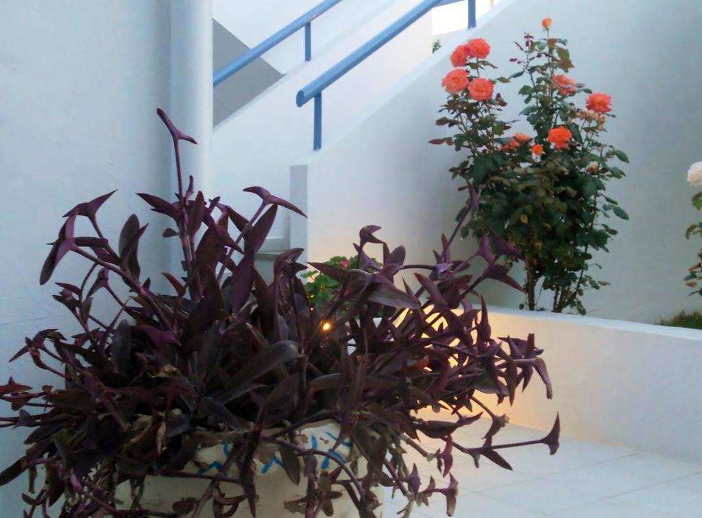 Dimitra Apartment Hotel Skafidia Luaran gambar